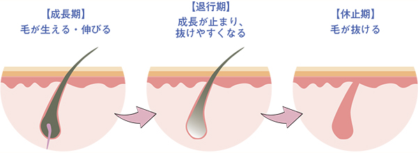 成長サイクル、成長期・退行期・休止期